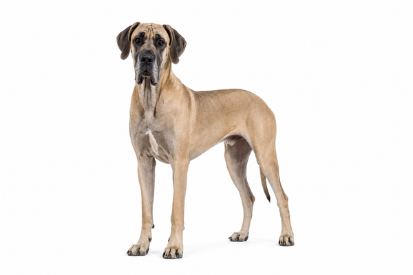 Great Dane