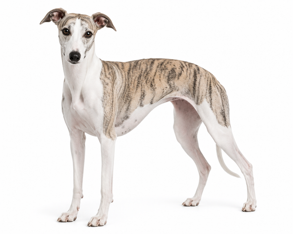 Whippet